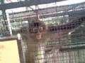 Mad Monkey With One Leg