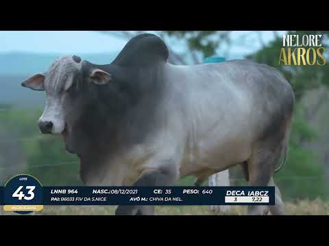 4� DE OLHO DA FAZENDA NELORE AKROS