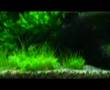 33L Aquascape v2