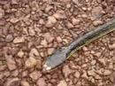 Pseustes Sulphureus.