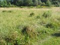 Crickets in a meadow Crickets in a meadow