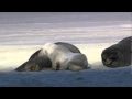 My First Pixorial Video: Wildlife