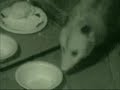 Fredryk Phox - Raccoon Cat Possum