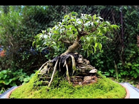 how to grow ficus