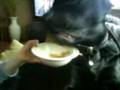 my dogy eating crunchy nut