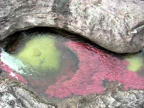 Conoce el río que tiene los colores del arco iris