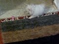 ポメラニアン動画