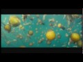trailer (2010)