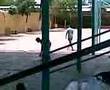urquiza con un ñagan a david
