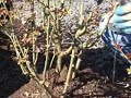 Pruning Roses
