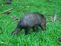 Peccary Baby and its Group Forraging