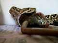 crotalus comendo
