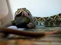 crotalus comendo