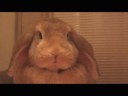 Miss Bunny Miss Bunny