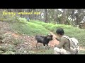 Cute goat fighting with guy 