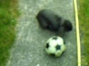 Tijgetje speelt voetbal - Litlle Rabit Soccer Tijgetje speelt voetbal - Litlle Rabit Soccer