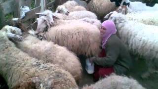 بيت الروش التحتا