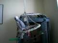 african grey