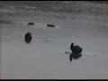 Ventanilla Callao -Los Humadales