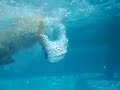 Puggle Nacho Goes Swimming Puggle Nacho Goes Swimming