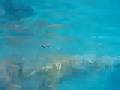 videos de Puggle Nacho Goes Swimming