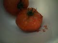 Five star  tomato sauce with organic garden tomatoes from scratch with Bill Zimmermann 2