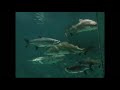 New Orleans - zoo and aquarium