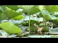 �襷������ϡ����:YouTube������=17��