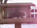 squirrel-vs-birdfeeder.html