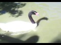 Black Necked swan and duck thing at Bentley Wildfowl Park