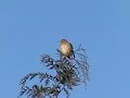 Song Thrush without tail Song Thrush without tail