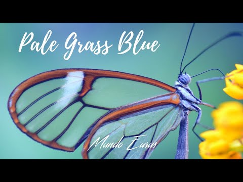 Enya - Pale Grass Blue (Tradução) HD Video