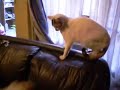 el jack ganoso con el sillon