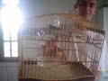 Macaco larangeira