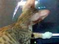 Cat Chasing mouse