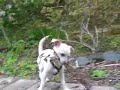 Wini the cutest puppy EVER Wini the cutest puppy EVER