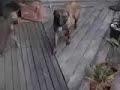 romeo and juliet(doggy style)