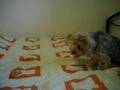 JoJo-my-Yorkie-Shih-
