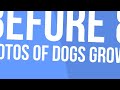 Before & After Photos Of Dogs Growing Up
