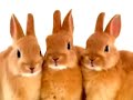 Telus Rabbit Commericial - Carrot Accident