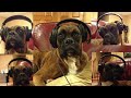 Brock the Boxer: Rockin' Headphones