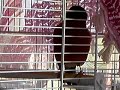 Canary x Bullfinch (Pyrrhula Pyrrhula) singing bird