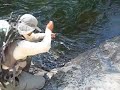 Vassil Ananiev Bear creek brown trout