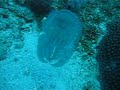 Cuttlefish displaying a myriad colours
