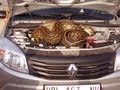 Huge Python in Car's Bonnet