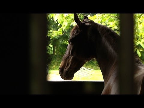 Politie volop bezig met onderzoek paardenmishandelingen