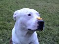 Pitbull \"Rocky\" with cookie!