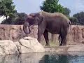 Happy Elephant Happy Elephant