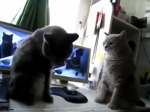 French cats playing patty cake