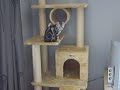 2 British Shorthair silver Tabby\ 2 British Shorthair silver Tabby\